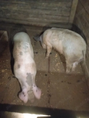 Porci de vânzare 