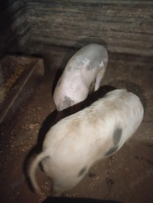 Porci de vânzare  - imagine 5