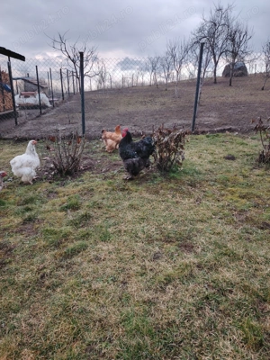 Vând găini și cocoș rasa Cochinchina uriaș Nr tel    - imagine 4