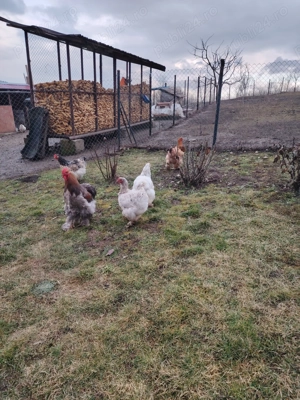 Vând găini și cocoș rasa Cochinchina uriaș Nr tel    - imagine 5