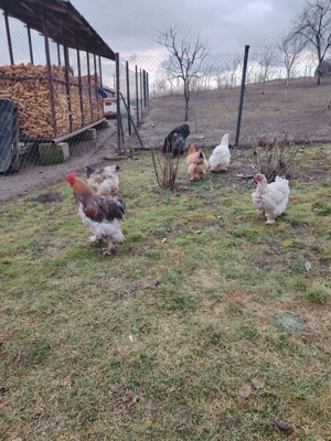 Vând găini și cocoș rasa Cochinchina uriaș Nr tel   