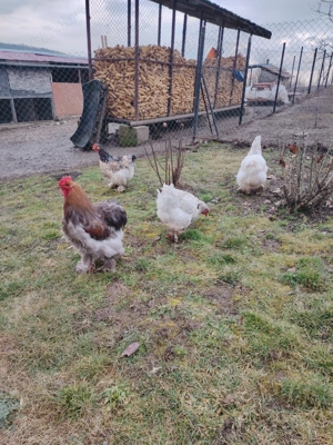 Vând găini și cocoș rasa Cochinchina uriaș Nr tel    - imagine 3