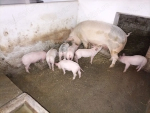 Vând purcei  - imagine 2