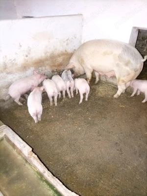 Vând purcei  - imagine 3