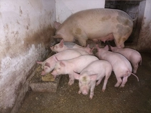 Vând purcei  - imagine 5