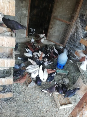 Porumbei de ornament