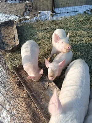 purceii de vânzare  - imagine 5