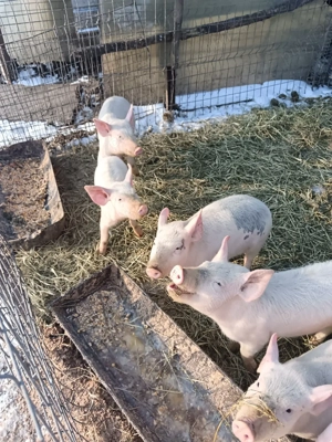 purceii de vânzare  - imagine 3