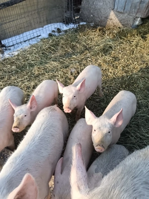 purceii de vânzare  - imagine 2