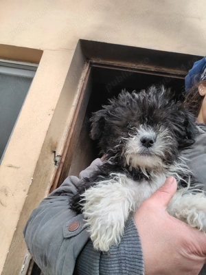 Bichon havanez c - imagine 10