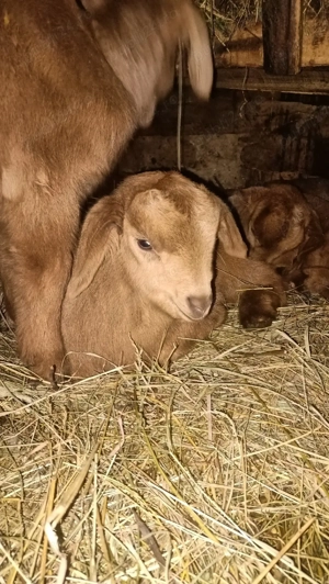 Vand ied metis anglo-nubien - imagine 3