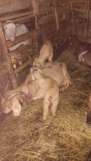 Vand ied metis anglo-nubien - imagine 2