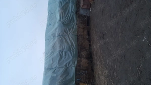 Baloți de vânzare  - imagine 2