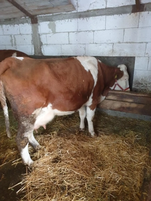 Vând vaca Baltată Romaneasca! - imagine 2