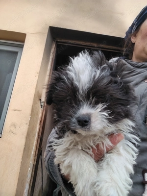 Bichon havanez c - imagine 7