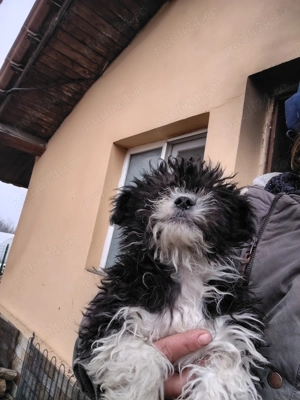 Bichon havanez c - imagine 2