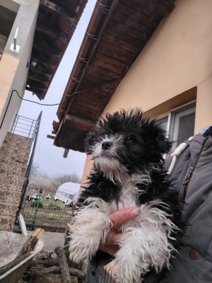 Bichon havanez c - imagine 3