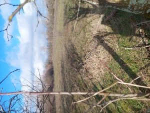 Teren intravilan de vănzare  FÎRLIUG  - imagine 2