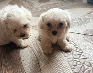 Vand ultimele 2 cateluse bichon maltese 