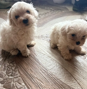 Vand ultimele 2 cateluse bichon maltese  - imagine 2