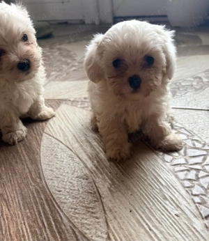 Vand ultimele 2 cateluse bichon maltese  - imagine 4