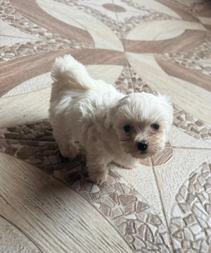 Vand ultimele 2 cateluse bichon maltese  - imagine 3