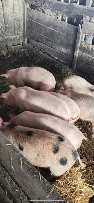 vand purcei -4 luni  - imagine 6