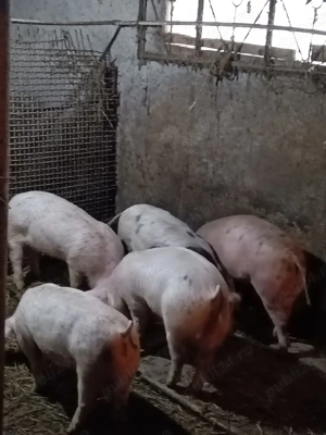 purcei de vanzare - imagine 2