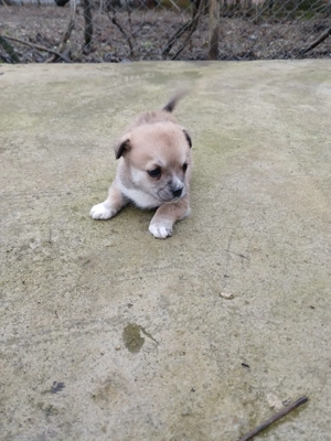 Donez   dau spre adopție 