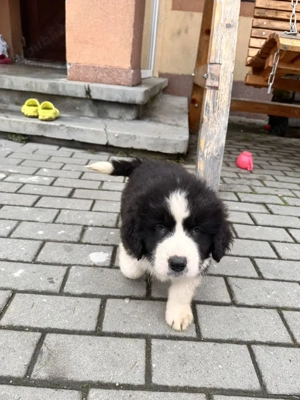 Catei ciobanesc de bucovina - imagine 2