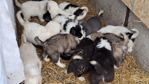 Catei ciobanesc de bucovina - imagine 3