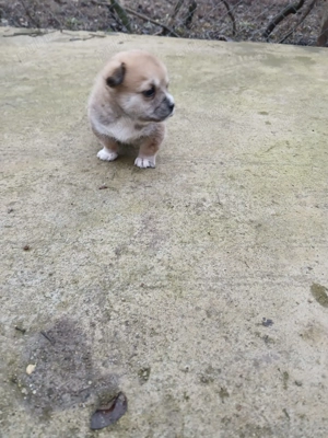 Donez cățeluș  - imagine 2