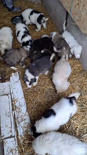 Catei ciobanesc de bucovina - imagine 4