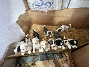 Catei ciobanesc de bucovina - imagine 5