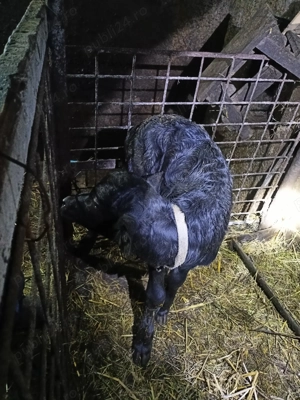 Vițea de bivoliță  - imagine 2