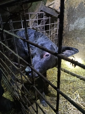 Vițea de bivoliță  - imagine 5