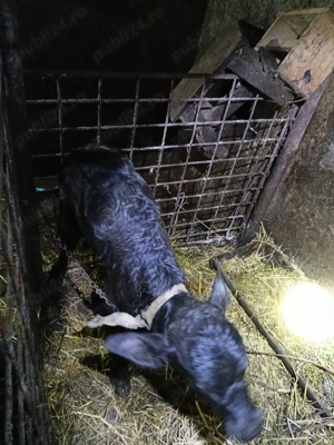 Vițea de bivoliță  - imagine 3