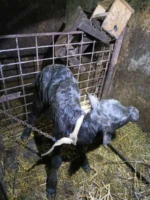 Vițea de bivoliță 