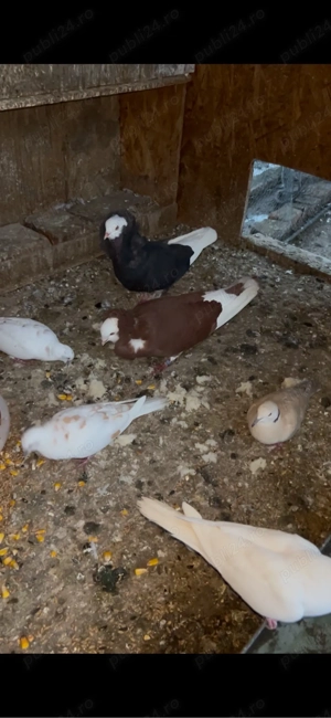 porumbei capucini  - imagine 3