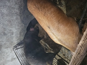 Porci de vânzare  - imagine 4