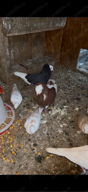 porumbei capucini  - imagine 4