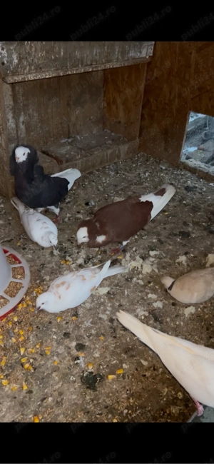 porumbei capucini  - imagine 2