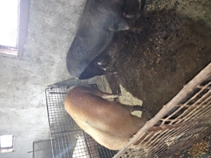 Porci de vânzare  - imagine 2