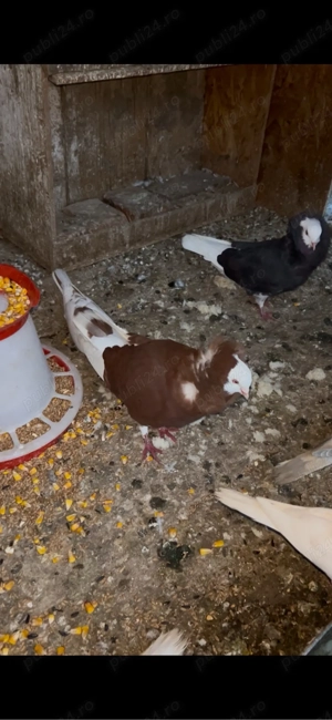 porumbei capucini  - imagine 5