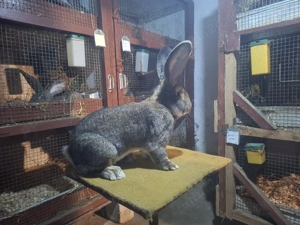 Mascul uriaș german 