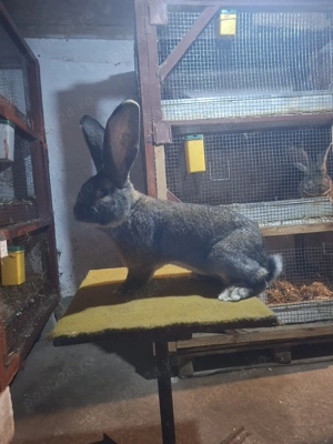 Mascul uriaș german  - imagine 4