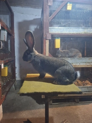 Mascul uriaș german  - imagine 2