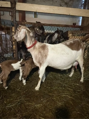 capra anglo nubiana cu iedute 