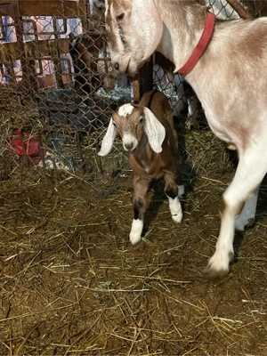 capra anglo nubiana cu iedute  - imagine 5