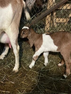 capra anglo nubiana cu iedute  - imagine 4